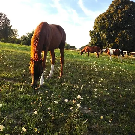 Les Crins De Nature - Elegant - Calme - Equestre Le Mesnil-Simon (Calvados)