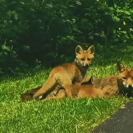 Hébergement de vacances Les Crins De Nature - Elégant - Calme - Cours équestres