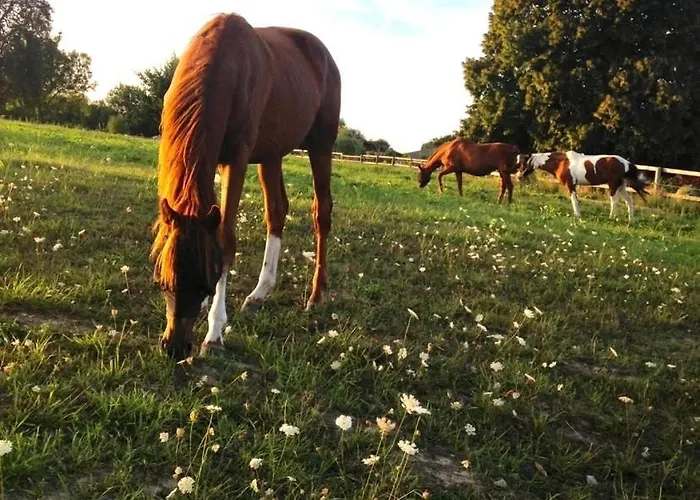 Les Crins De Nature - Elegant - Calme - Equestre Le Mesnil-Simon (Calvados)