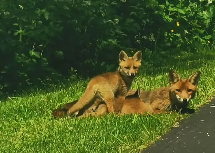 Dom wakacyjny Les Crins De Nature - Elegant - Calme - Equestre